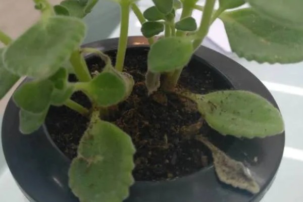 一抹香的换盆方式，修剪烂根经过消毒后再栽入新土中