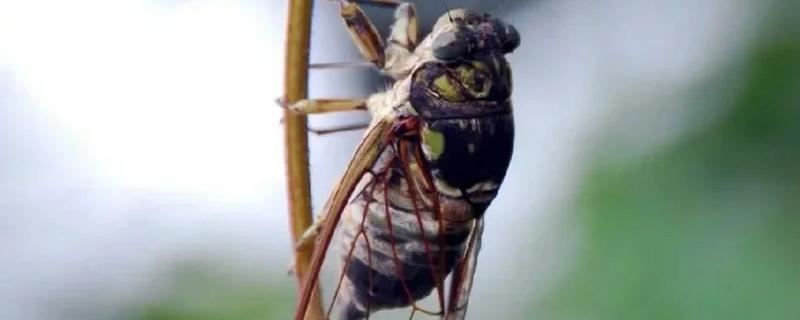 蝉是益虫还是害虫，蝉是害虫
