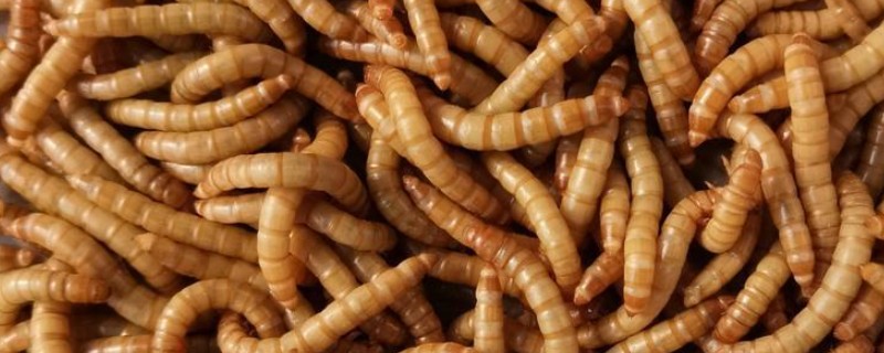 黄粉虫有什么价值，有食用价值