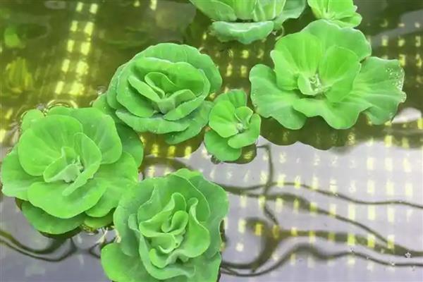水芙蓉怎么水培，要先对腐殖土进行消毒杀