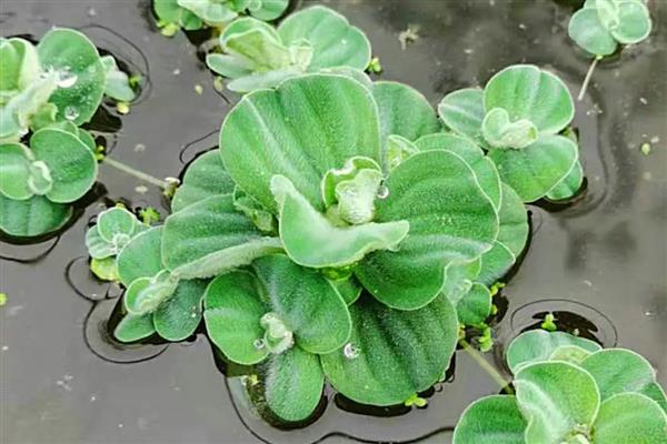 水芙蓉怎么水培，要先对腐殖土进行消毒杀