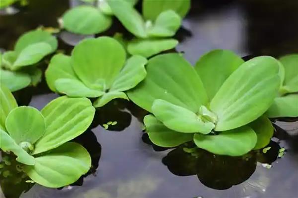 水芙蓉怎么水培，要先对腐殖土进行消毒杀
