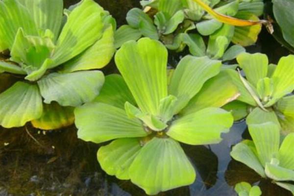 水芙蓉怎么水培，要先对腐殖土进行消毒杀