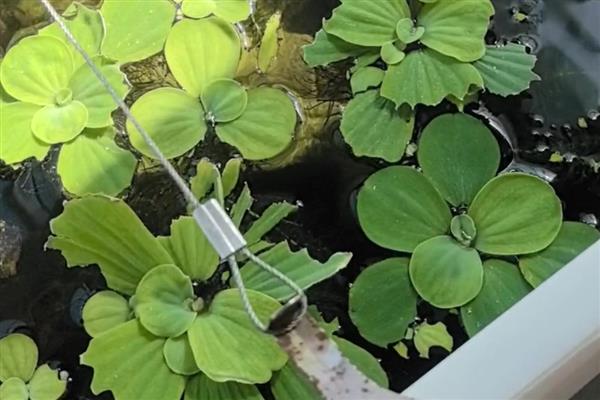 水芙蓉怎么水培，要先对腐殖土进行消毒杀