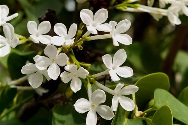 丁香花怎么养护才能多开花，开花前需浇一次透水