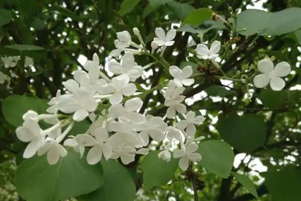 丁香花怎么养护才能多开花，开花前需浇一次透水