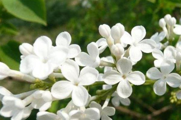 丁香花怎么养护才能多开花，开花前需浇一次透水