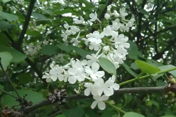 丁香花怎么养护才能多开花，开花前需浇一次透水