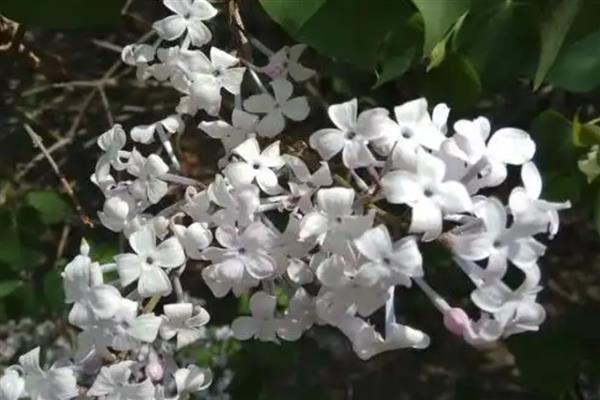 丁香花怎么养护才能多开花，开花前需浇一次透水