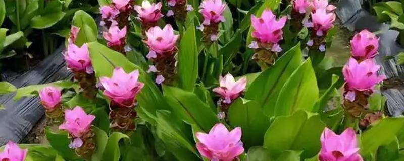 北方能养姜荷花吗，北方地区不能养殖