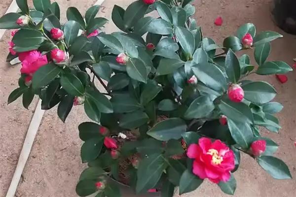 茶梅是用大盆还是小盆，根据植株大小选择
