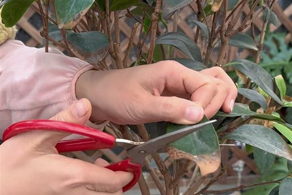 茶梅是用大盆还是小盆，根据植株大小选择