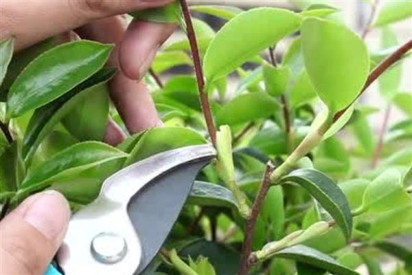 茶梅是用大盆还是小盆，根据植株大小选择
