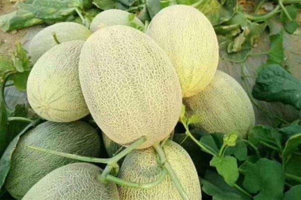 10月当季水果有哪些，有山楂、柚子和葡萄等
