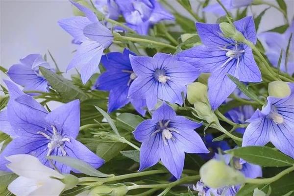 桔梗的花语，寓意无望的爱、真诚不变的爱等