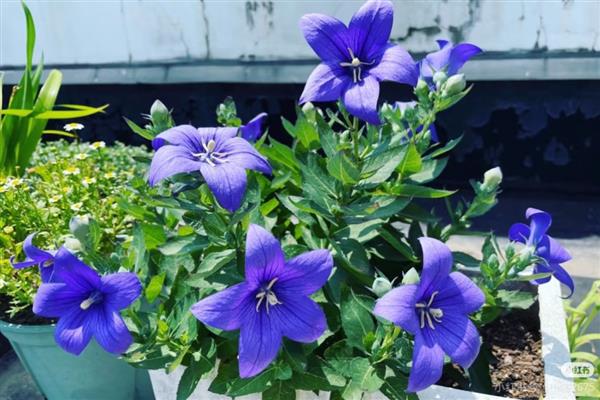 桔梗的花语，寓意无望的爱、真诚不变的爱等