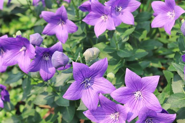 桔梗的花语，寓意无望的爱、真诚不变的爱等