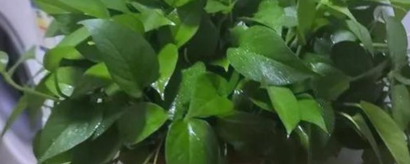 绿萝的修剪技术，分为常规修剪和造型修剪