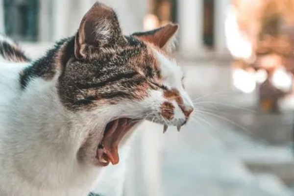 猫打喷嚏的原因,可能是环境的气味异常所致