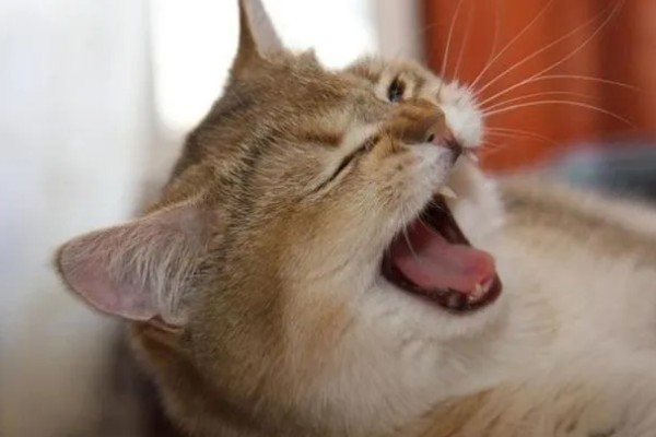 猫打喷嚏的原因,可能是环境的气味异常所致