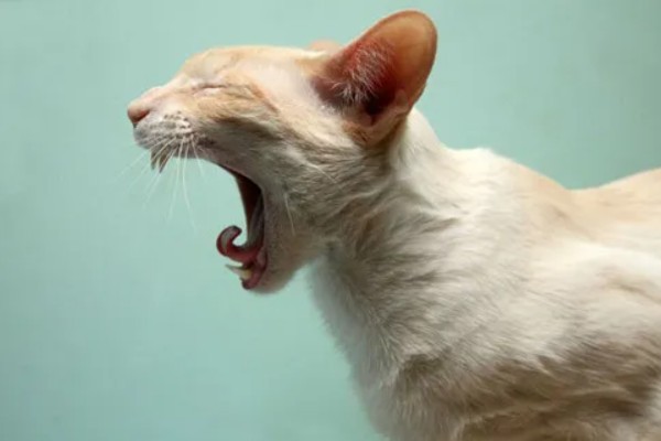 猫打喷嚏的原因,可能是环境的气味异常所致