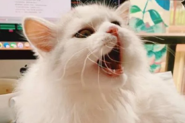 猫打喷嚏的原因,可能是环境的气味异常所致