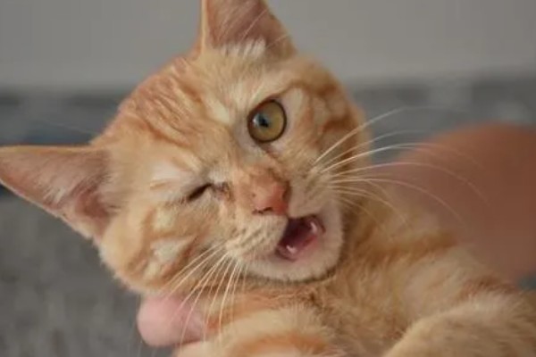 猫打喷嚏的原因,可能是环境的气味异常所致