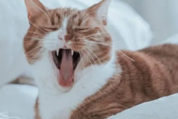 猫打喷嚏的原因,可能是环境的气味异常所致