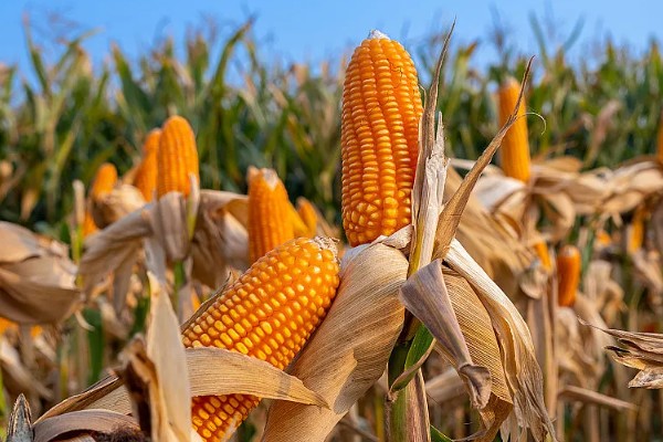 玉米什么时候收获，一般为8-10月份