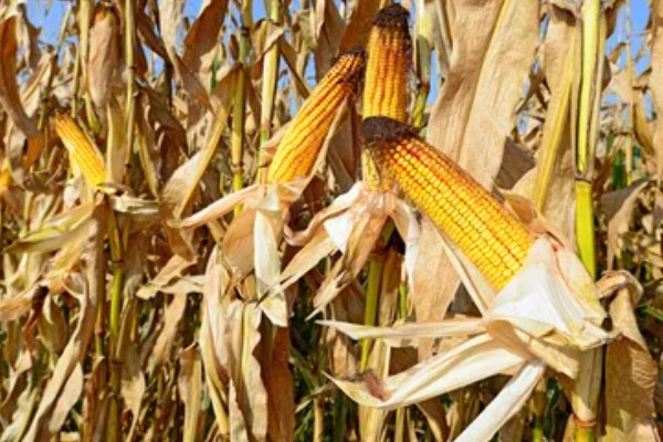 玉米什么时候收获，一般为8-10月份