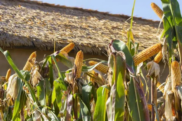 玉米什么时候收获，一般为8-10月份