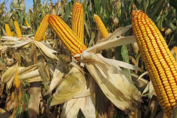 玉米什么时候收获，一般为8-10月份