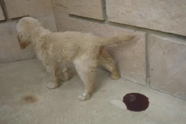 犬细小如何治疗，可补液治疗