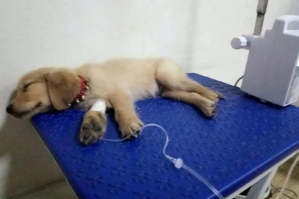 犬细小如何治疗，可补液治疗