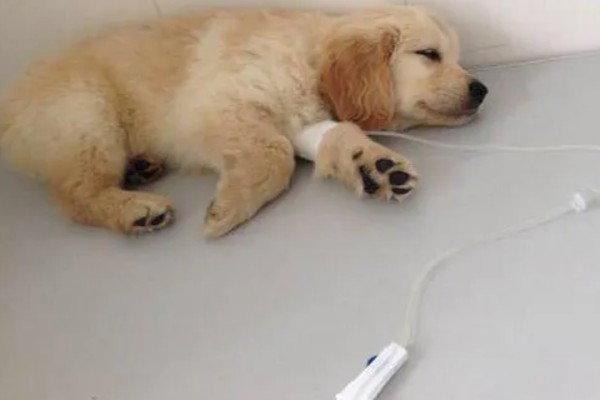 犬细小如何治疗，可补液治疗