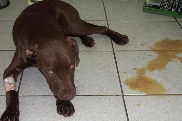 犬细小如何治疗，可补液治疗