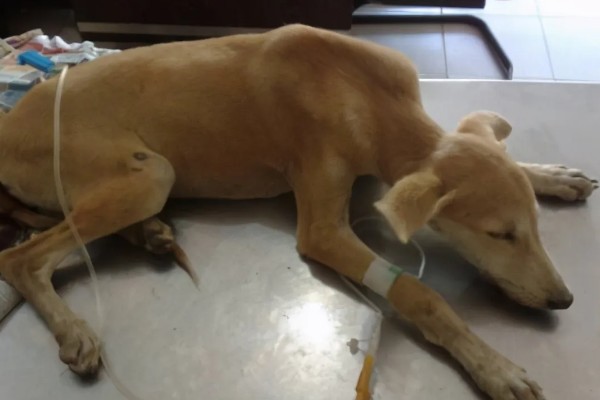 犬细小如何治疗，可补液治疗