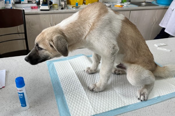 犬细小如何治疗，可补液治疗