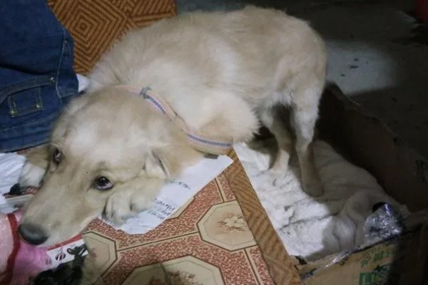 犬细小如何治疗，可补液治疗