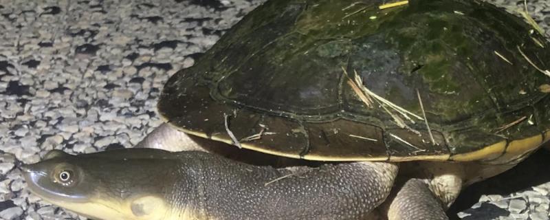 蛇颈龟和长颈龟有什么区别，体型和颈部均不同