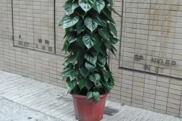 心叶藤怎样浇水，春天可以3-5天浇一次