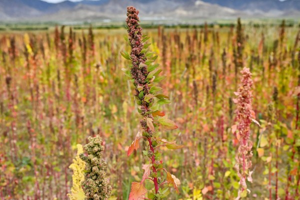 藜麦的营养价值,含有完全蛋白并不含麸质