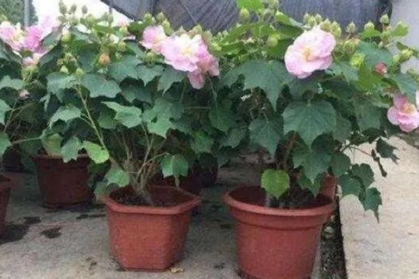 芙蓉花不长的原因，可能是光照不足所致