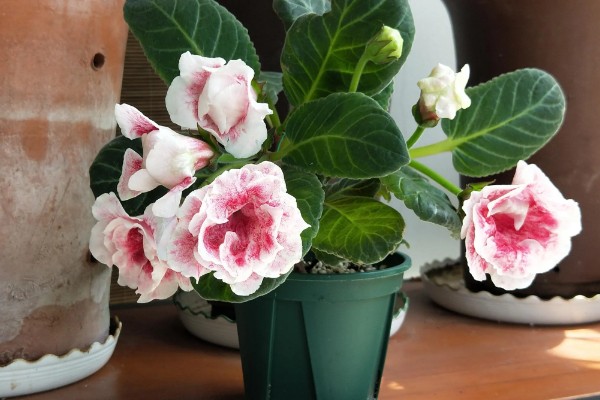 芙蓉花不长的原因，可能是光照不足所致