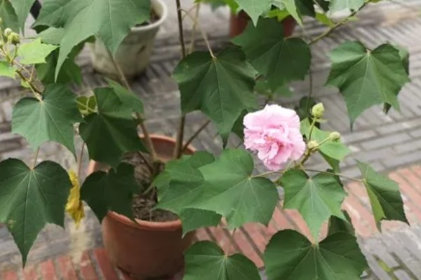 芙蓉花不长的原因，可能是光照不足所致