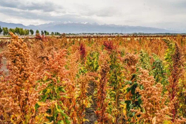 藜麦的营养价值,含有完全蛋白并不含麸质