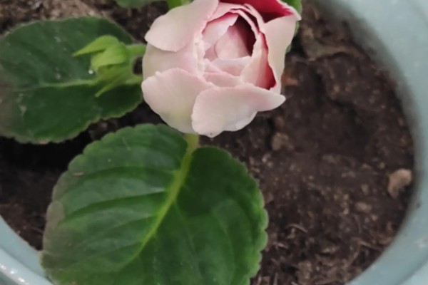 芙蓉花不长的原因，可能是光照不足所致