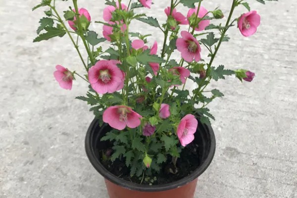 芙蓉花不长的原因，可能是光照不足所致