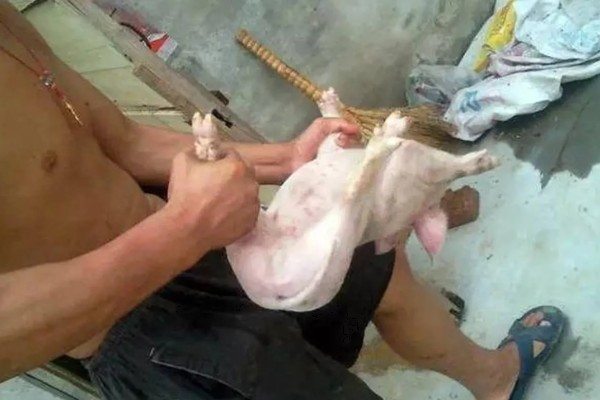 为什么要阉公猪,因为不阉会影响品质