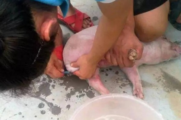 为什么要阉公猪,因为不阉会影响品质